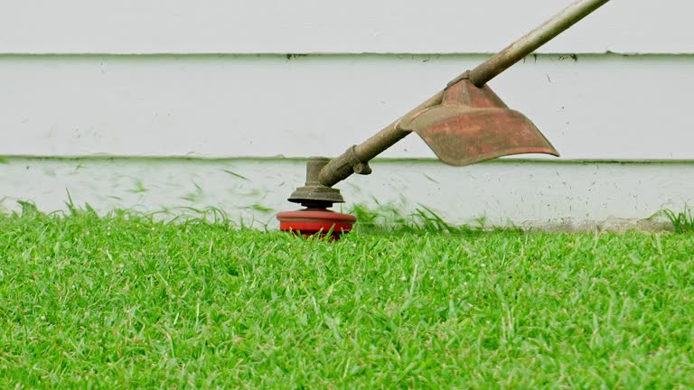 Reliable Holly Hill, SC Tree Services Solutions